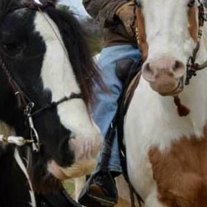 Meet your Posher, Betty